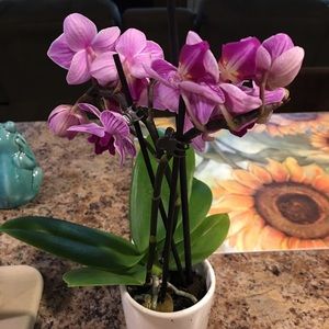 Meet your Posher, Karen